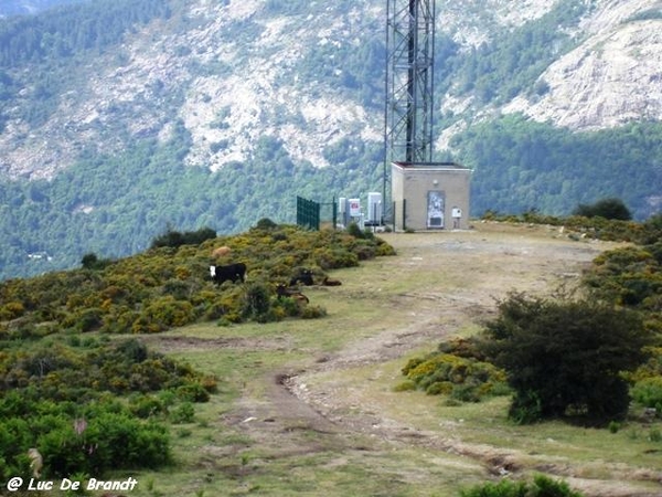 Corsica Corse