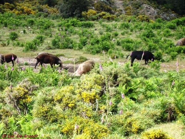 Corsica Corse