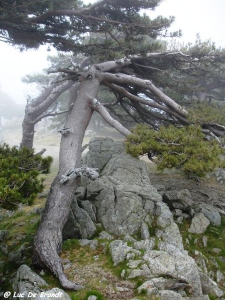 Corsica Corse