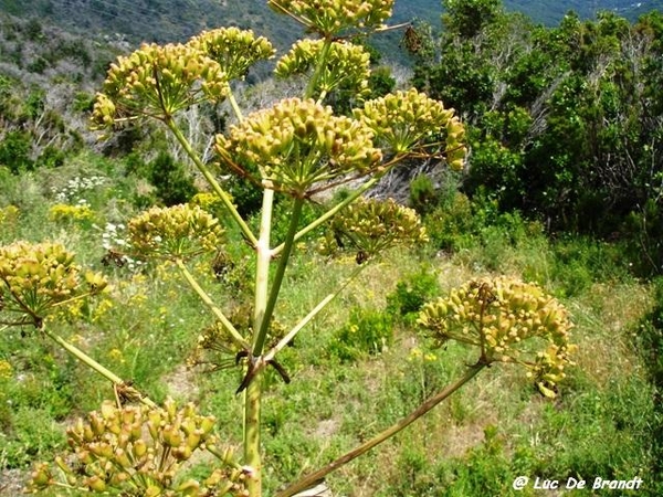 Corsica Corse