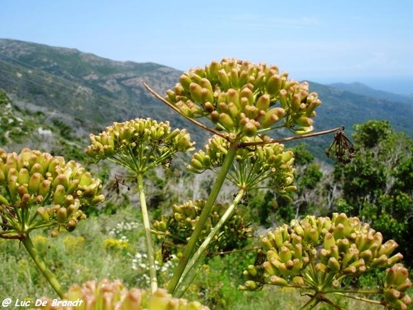 Corsica Corse