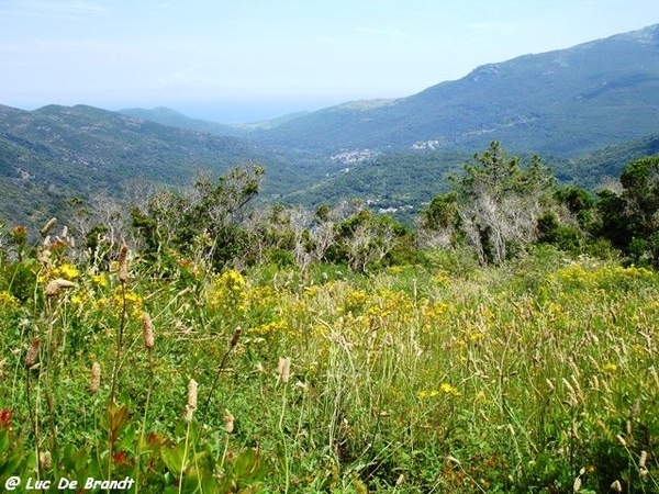 Corsica Corse