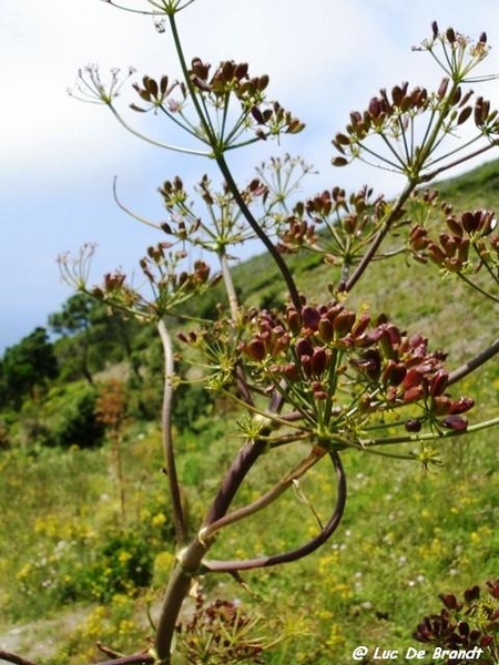 Corsica Corse