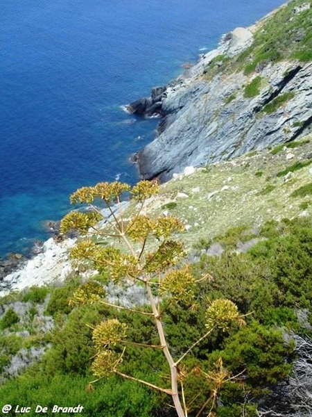 Corsica Corse