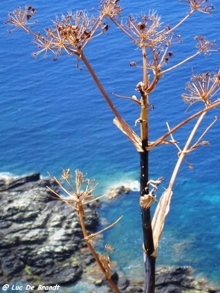 Corsica Corse