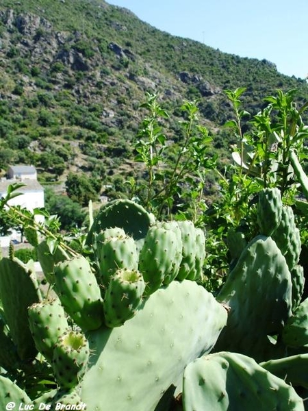 Corsica Corse