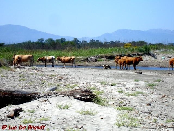 Corsica Corse