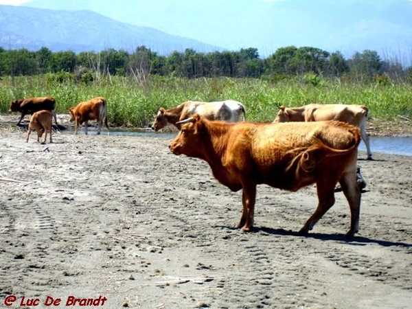 Corsica Corse