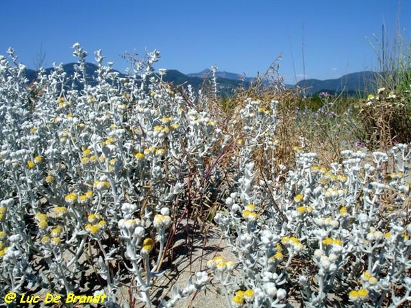 Corsica Corse