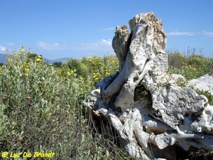 2009_05_31 San Pellegrino 75