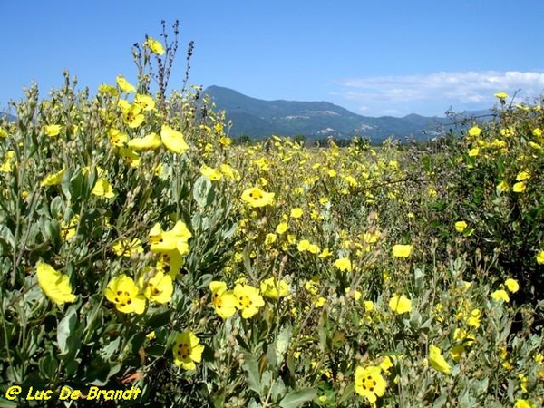 Corsica Corse