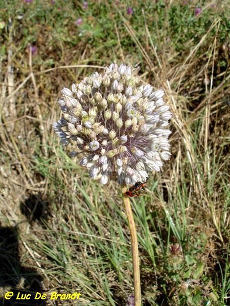 Corsica Corse