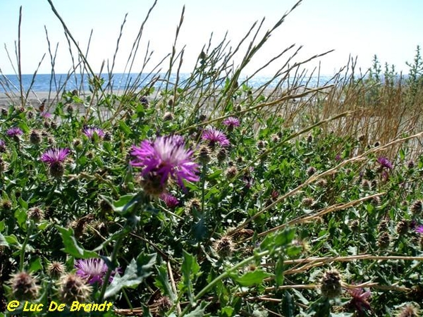 Corsica Corse