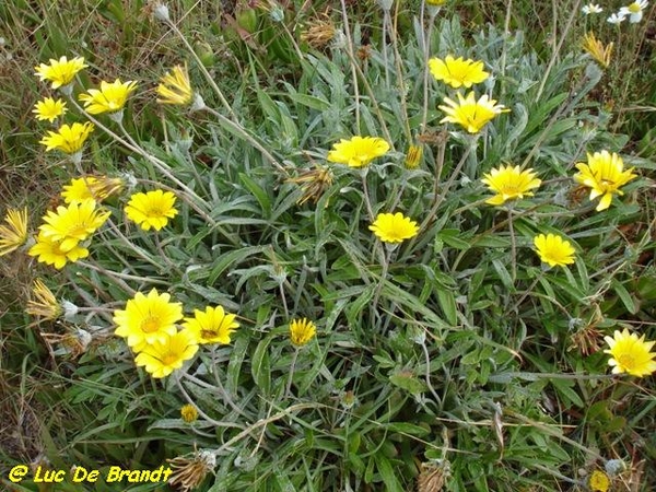 Corsica Corse