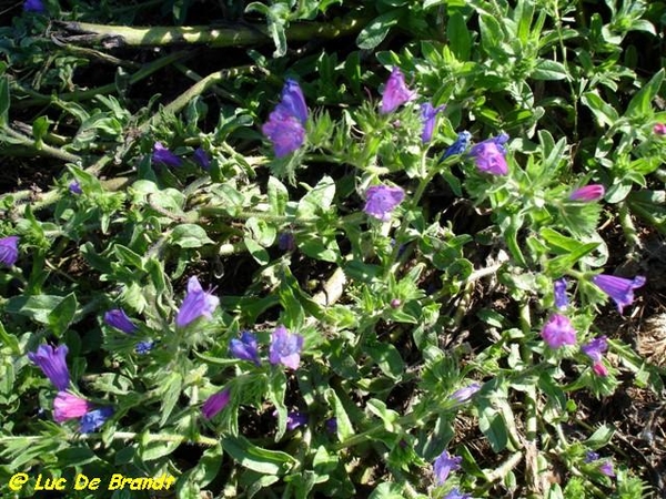 Corsica Corse