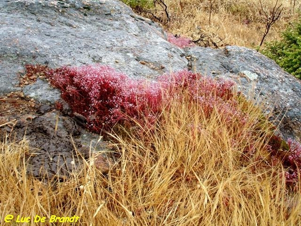 Corsica Corse