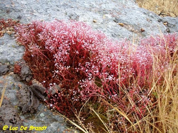 Corsica Corse