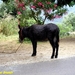 2009_06_01 032 Balagne