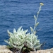 2009_06_01 051 Calvi