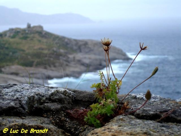 Corsica Corse