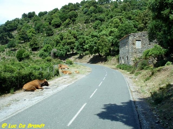 Corsica Corse