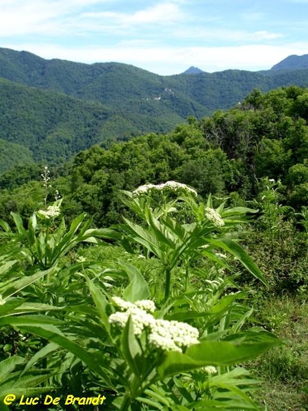 Corsica Corse