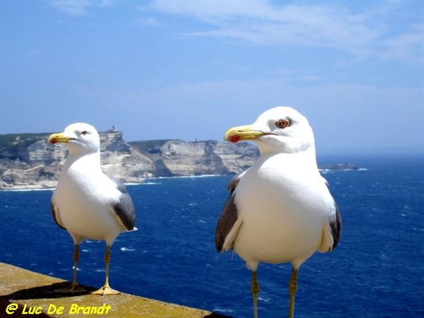 Corsica Corse
