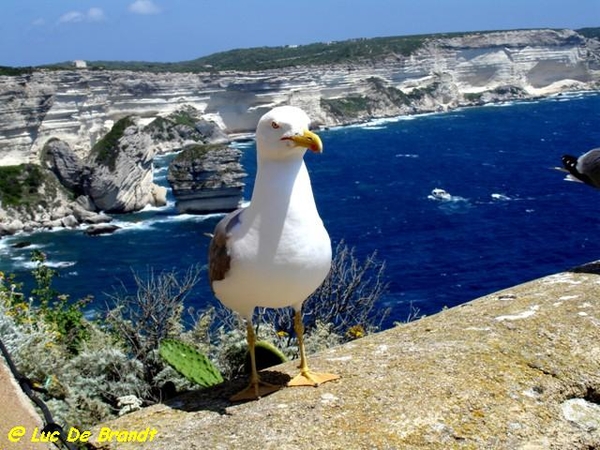 Corsica Corse