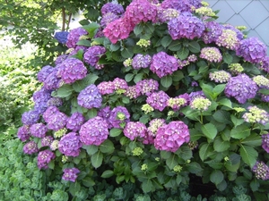 Hortensias