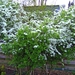 Spirea