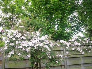 Clematis Montana