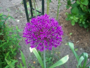 Alium