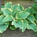 Hosta