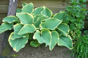 Hosta