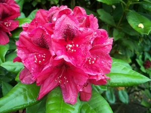Rododendrom