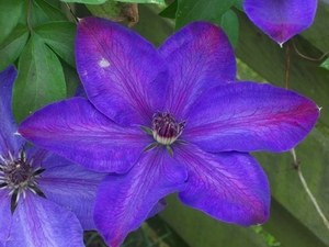 Clematis