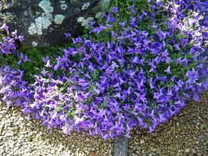 Langs de rotstuin campanula