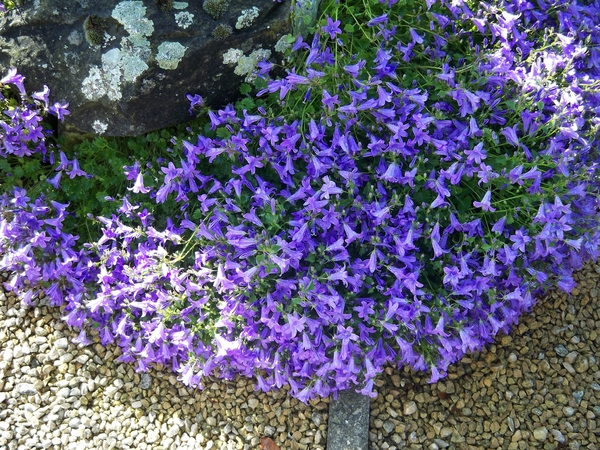 Langs de rotstuin campanula