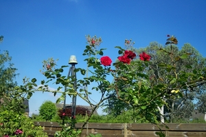 Rode rozen