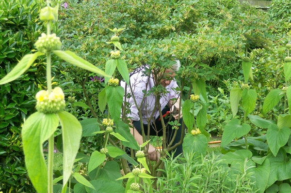 Phlomis de tuinier op de achtergrond