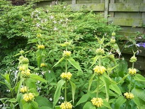 Phlomis in groep