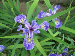 Irissen