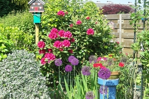 Rododendrom en aliums