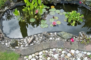 Het vijvertje met waterlelies