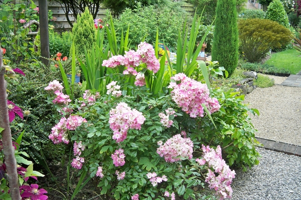 Struikroosjes Ballerina