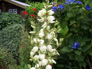 De bloeiende Yucca