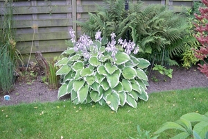 Hosta in bloei