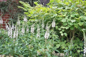 Lysimachia - Wederik