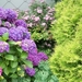 Hortensia en Spirea