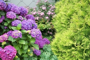Hortensia en Spirea